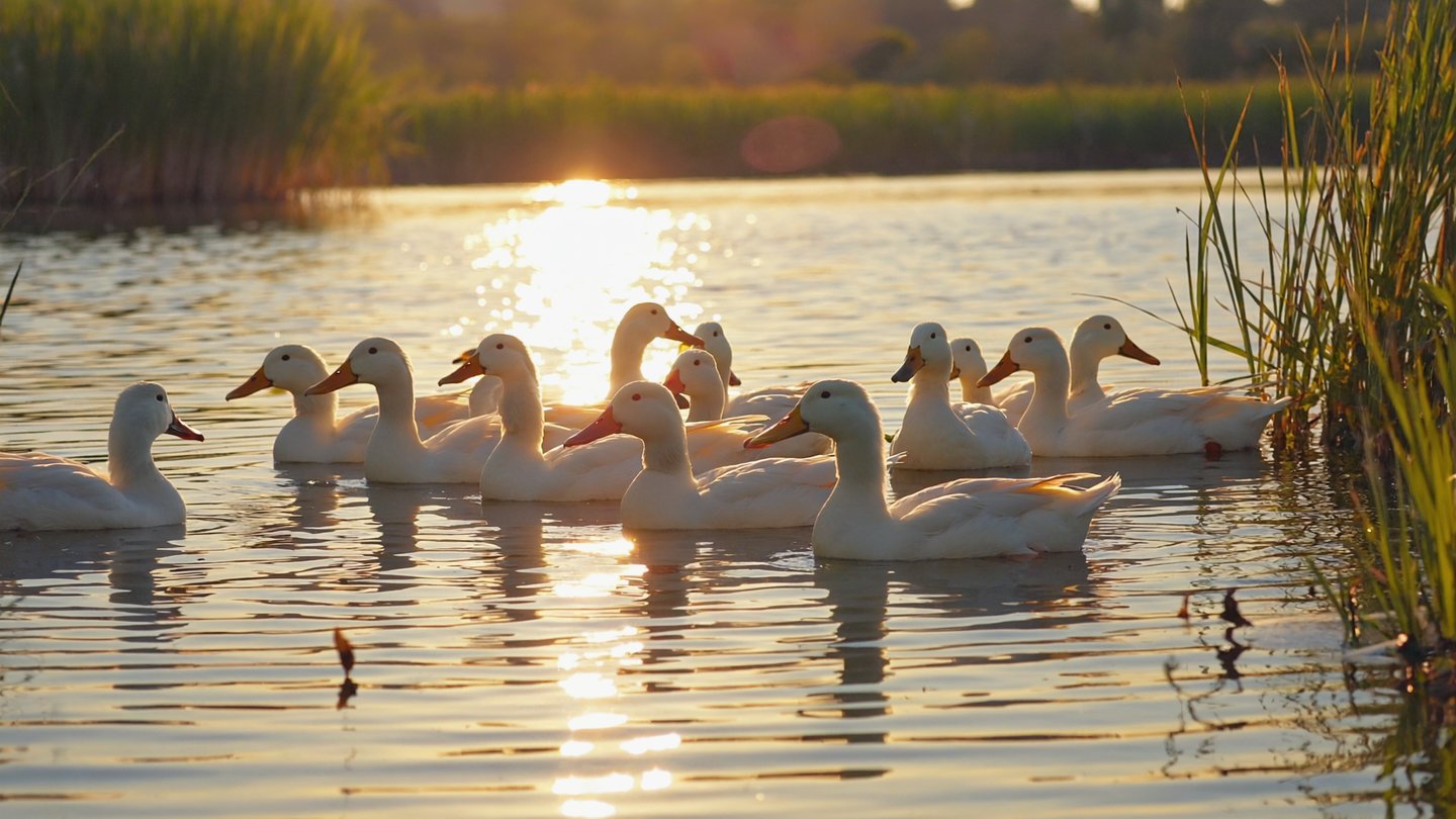 Ducks in a pond. Blog iimage for the section, how can you reduce exposure and stay hydrated safely.
